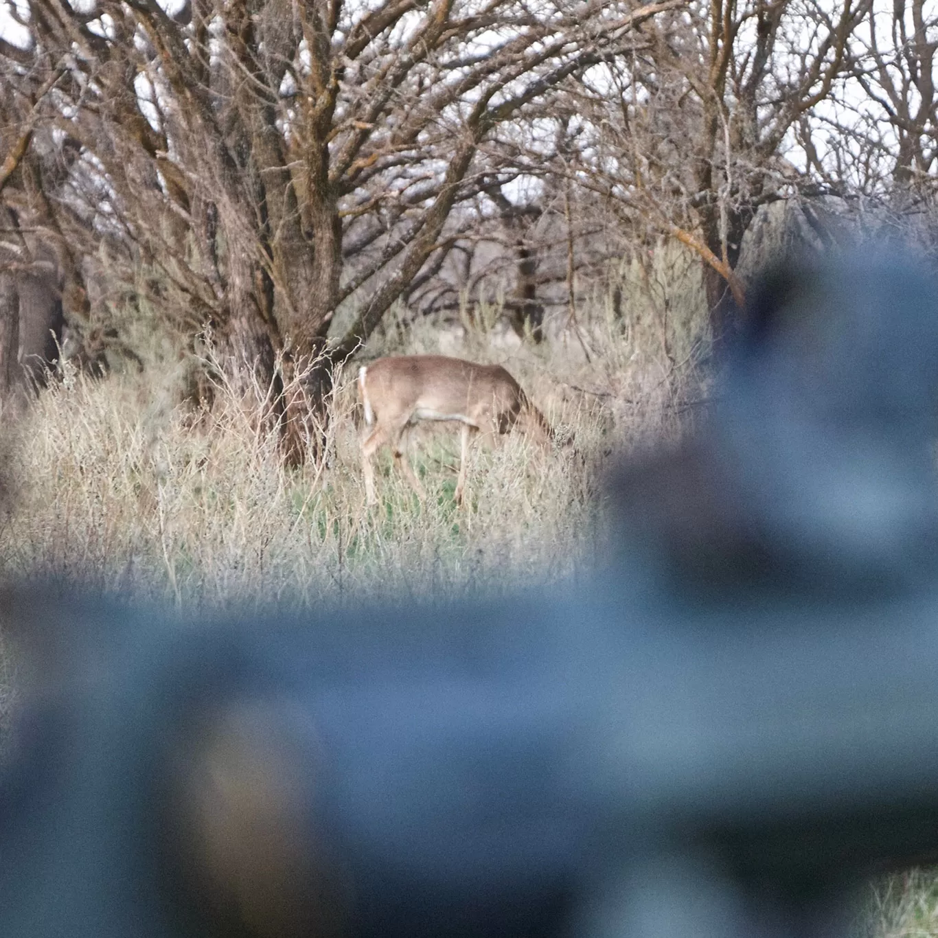 Planning-the-Fall-Hunt-Larry-Weishuhn_deer-82c62490
