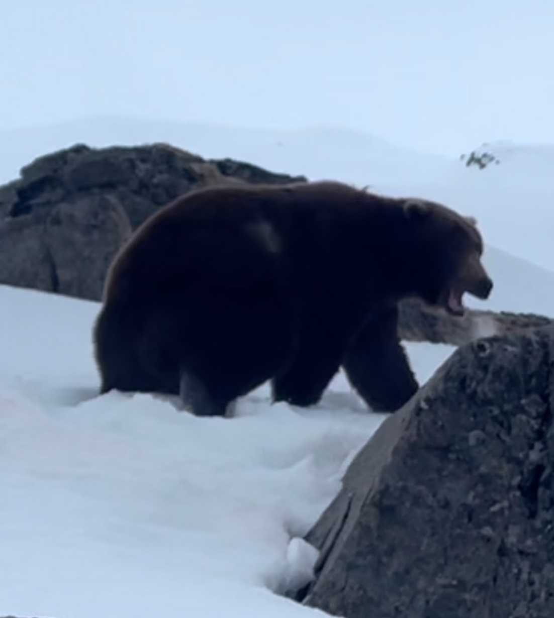The bear