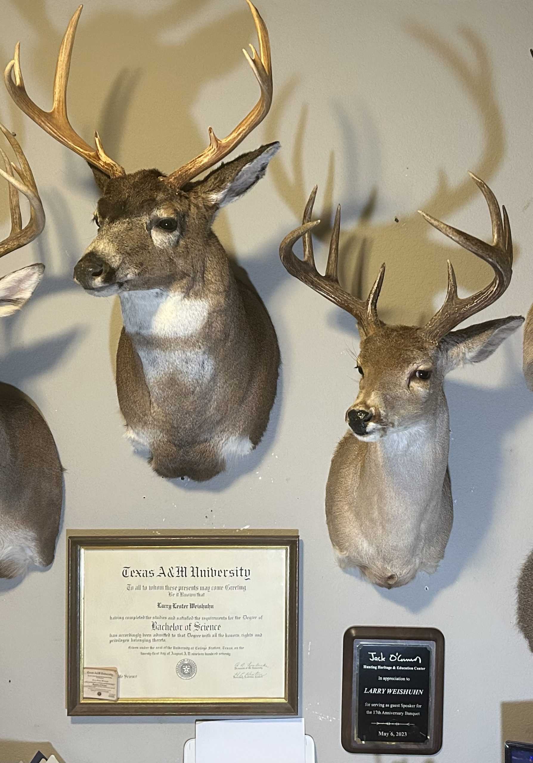 Taxidermied deer